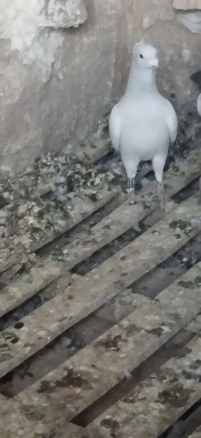 پرنده|پرنده|درمیان, |دیوار