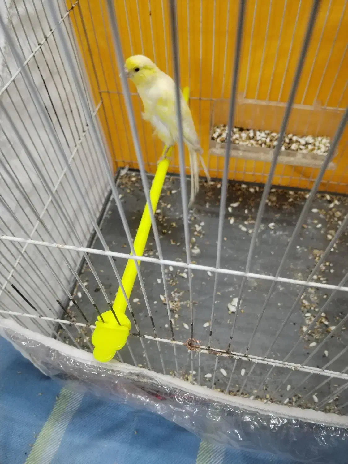 قناری نر|پرنده|مشهد, سعد آباد|دیوار