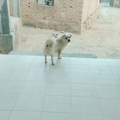 سگ پا کوتاه|سگ|آشخانه, |دیوار