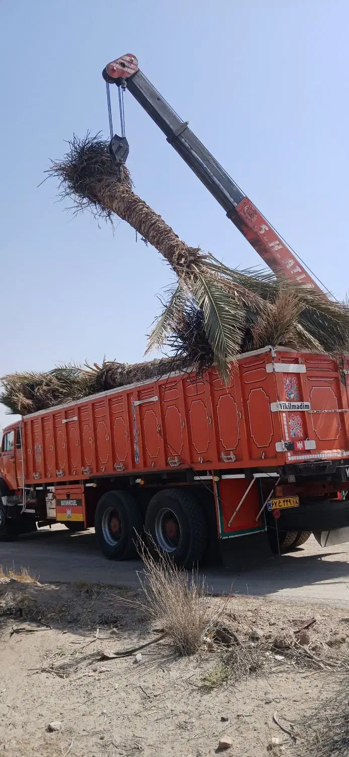 انواع نخل خرما بزرگ و پاجوش ونهال مرکبات|خدمات باغبانی و درختکاری|یزد, |دیوار