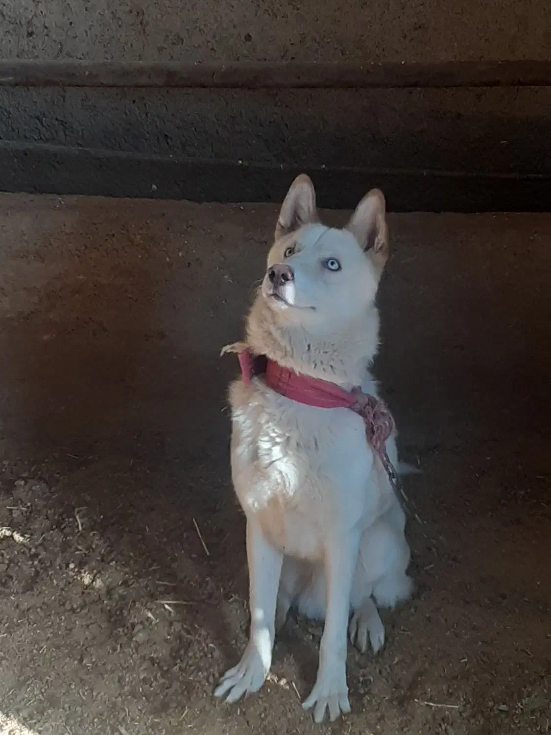 هاسکی سفید نر|سگ|رودهن, |دیوار