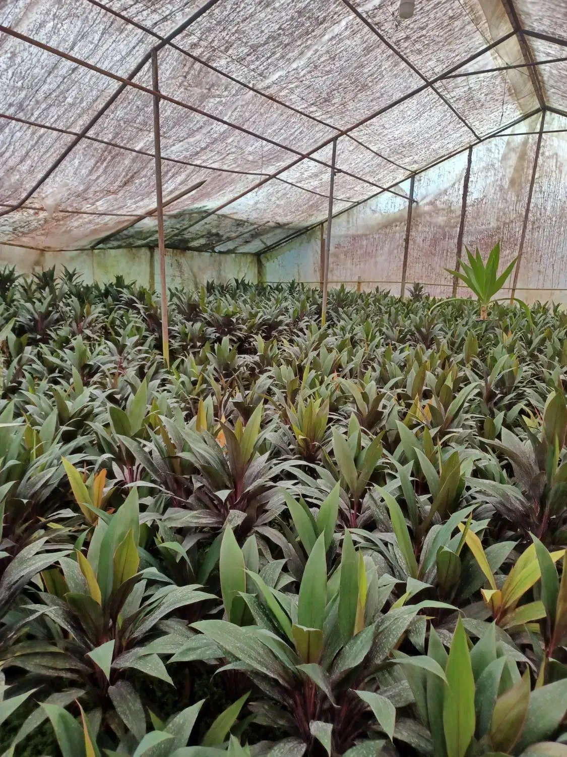 گل کردلین(دراسینا)|گل و گیاه طبیعی|عباسآباد, |دیوار