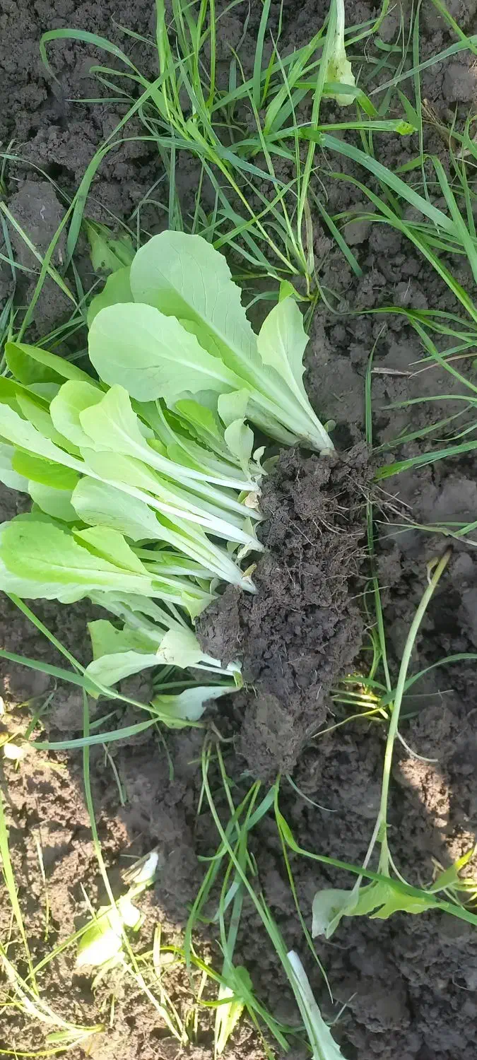 نشا   کاهو پیچ|گل و گیاه طبیعی|تاتار علیا, |دیوار