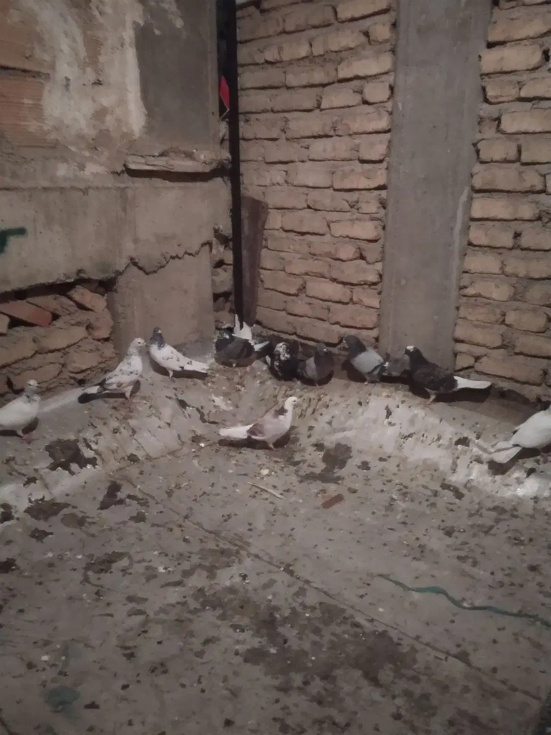 کفتر پرشی|پرنده|نسیم‌شهر, |دیوار