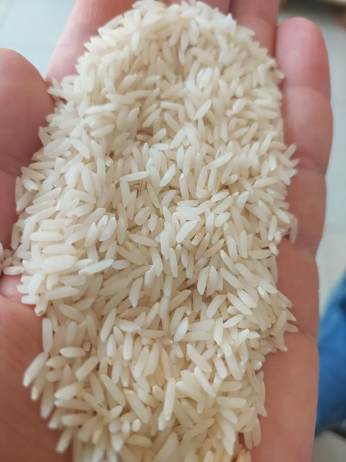 برنج کاملا ارگانیک و درجه یک محصول مزرعه خودم|خوردنی و آشامیدنی|رشت, باهنر|دیوار