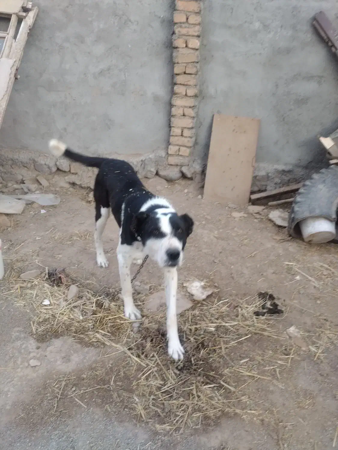 سگ یک سال گوسفندی|سگ|قوچان, |دیوار