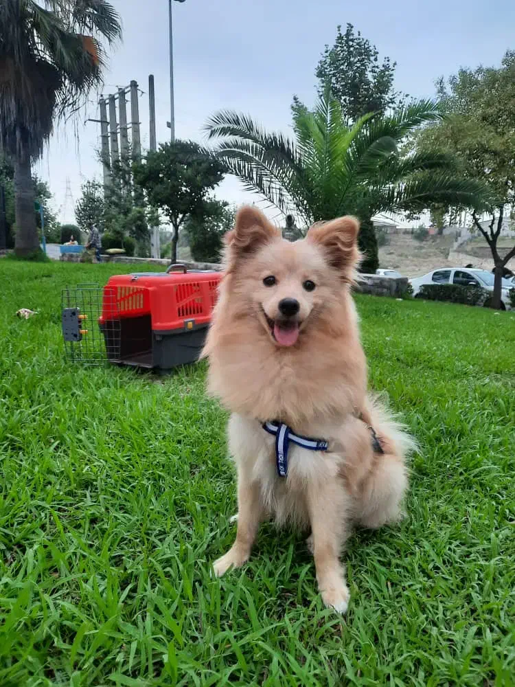 سگ پامر اشپیتز بسیار زیبا و کمیاب|سگ|قائمشهر, |دیوار