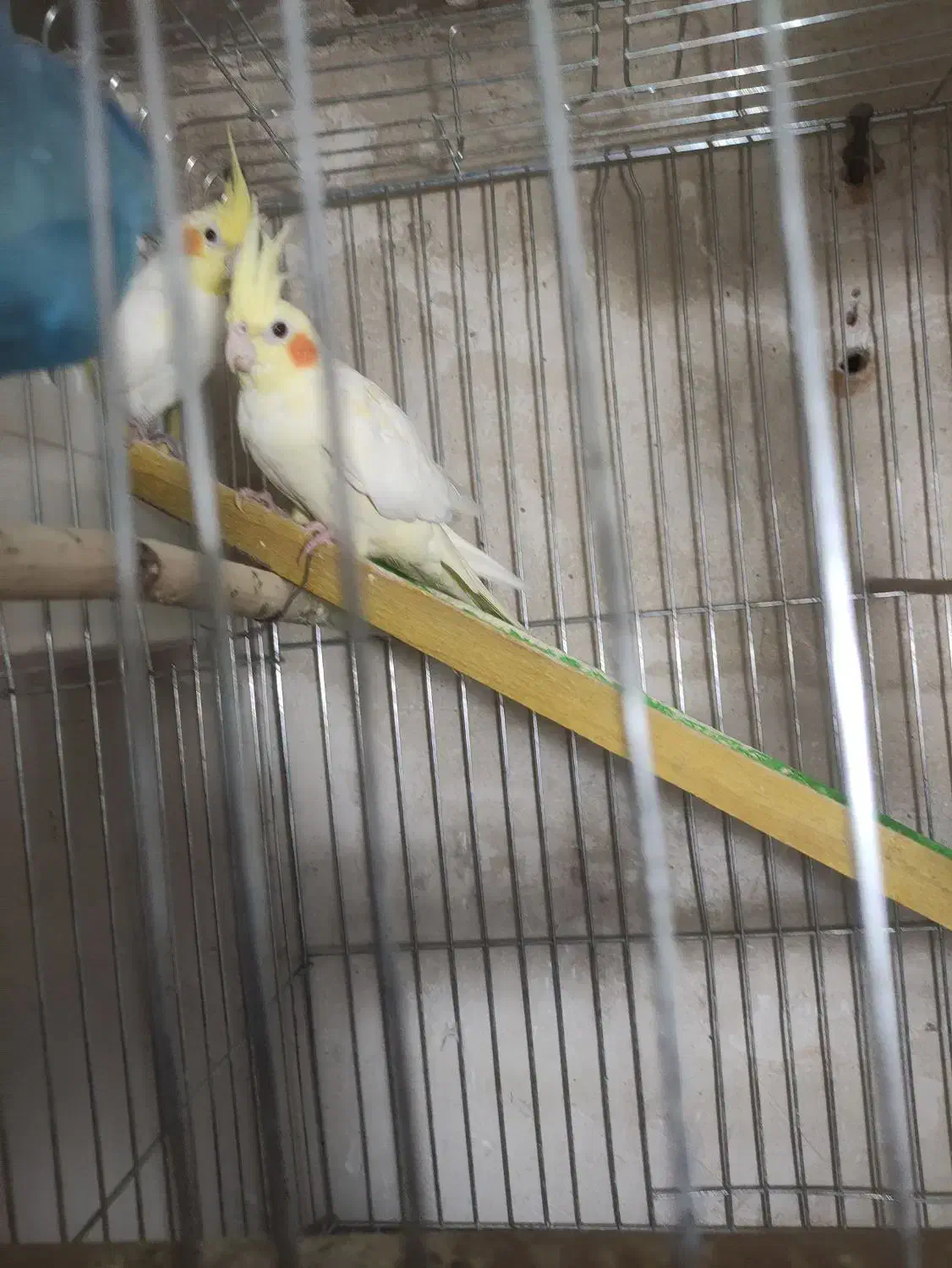 عروس هلندی|پرنده|بوکان, |دیوار