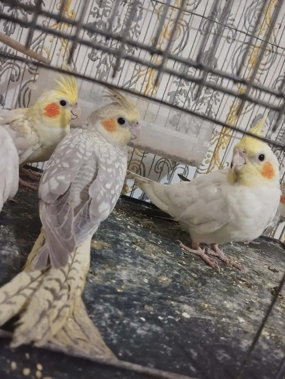 عروس هلندی لوتینو.طوسی.سینامون|پرنده|چهارباغ, |دیوار