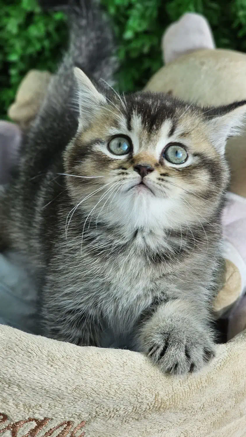 افر ویژه پیشی ملوس|گربه|اصفهان, بهار آزادی|دیوار