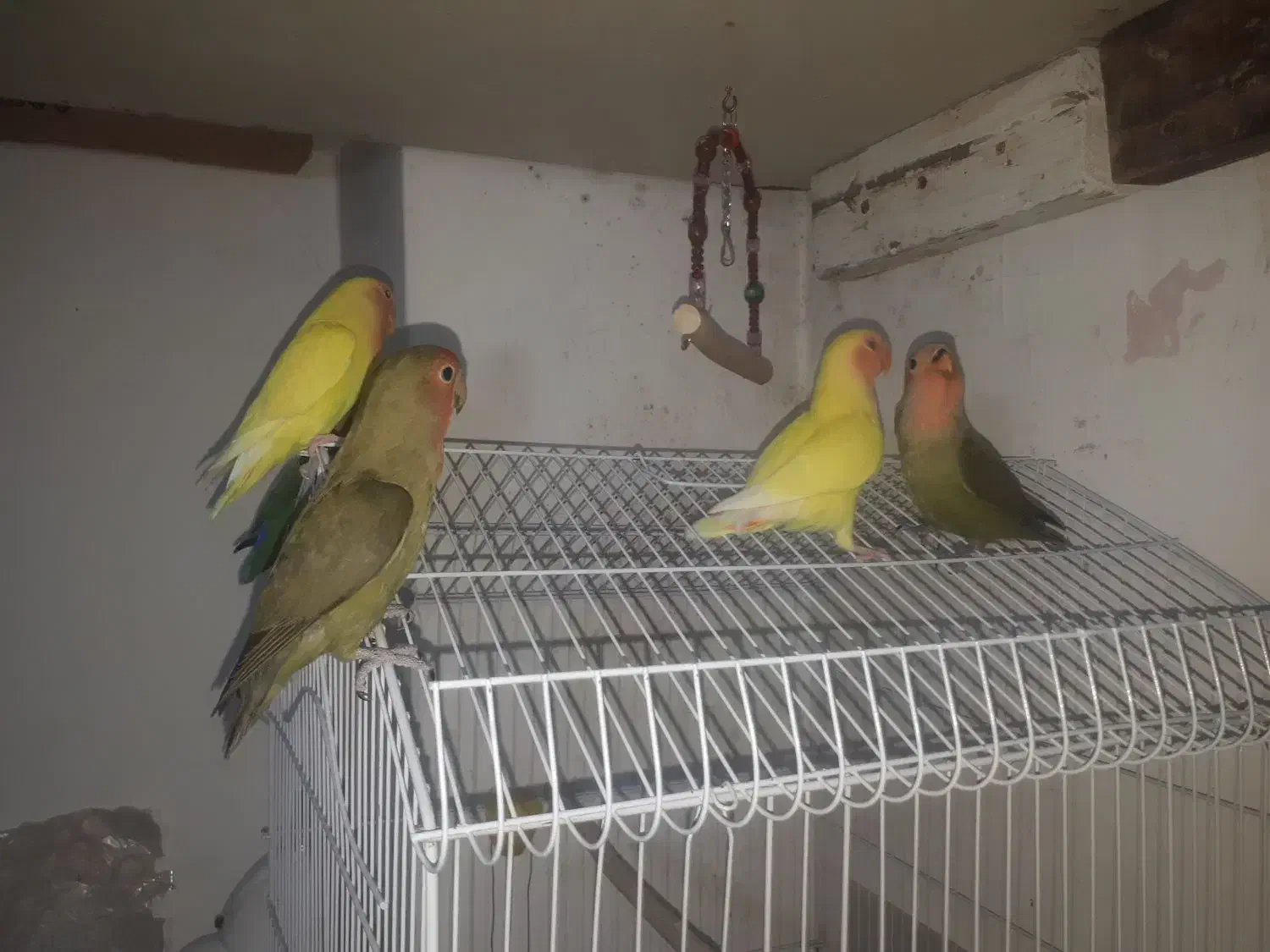 طوطی برزیلی|پرنده|اصفهان, فرودگاه شهید بهشتی|دیوار