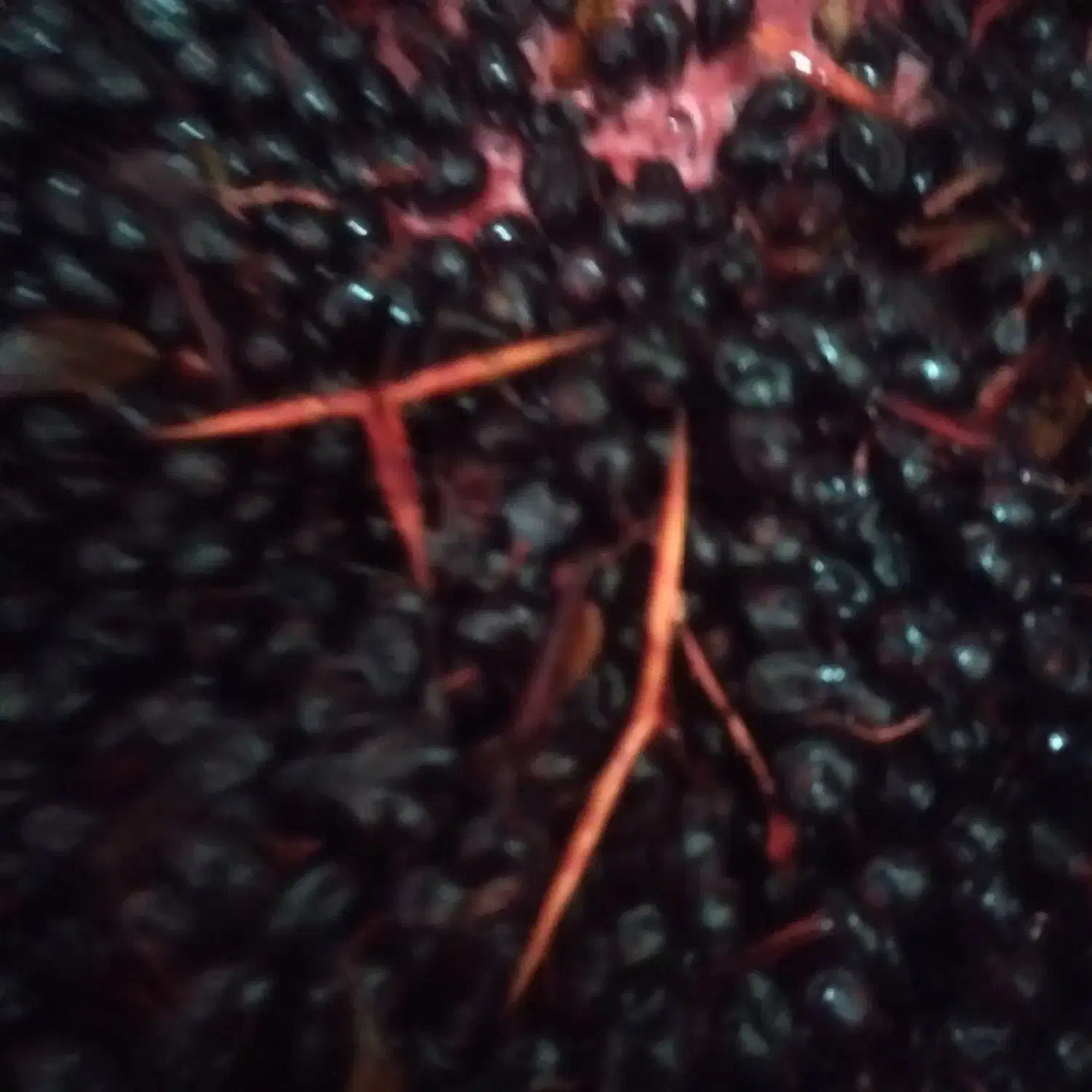 اب زرشک سیاه و زرشک خشک|خوردنی و آشامیدنی|کاشان, سه راه پرورشگاه|دیوار