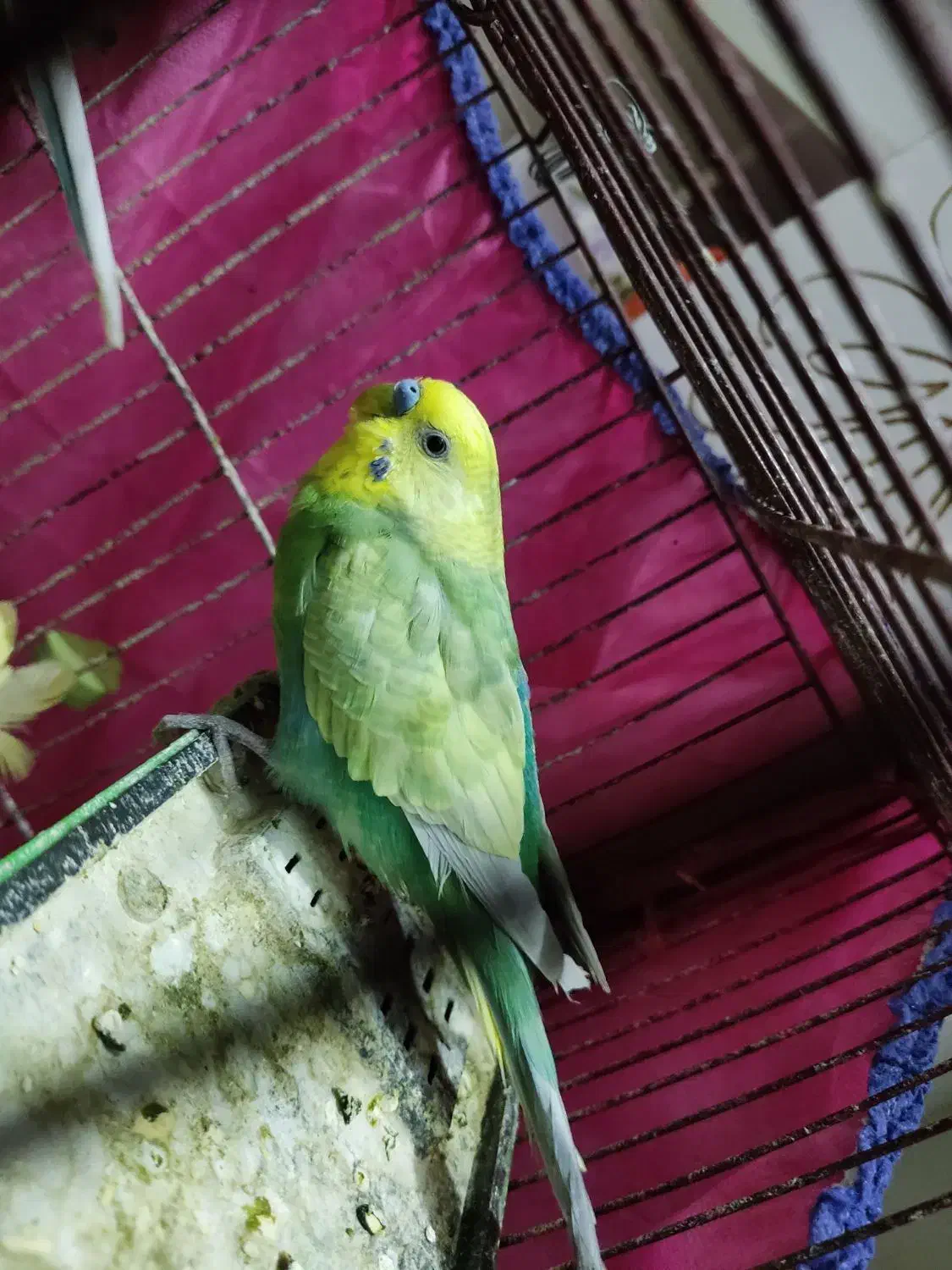 مرغ عشق|پرنده|زنجان, |دیوار