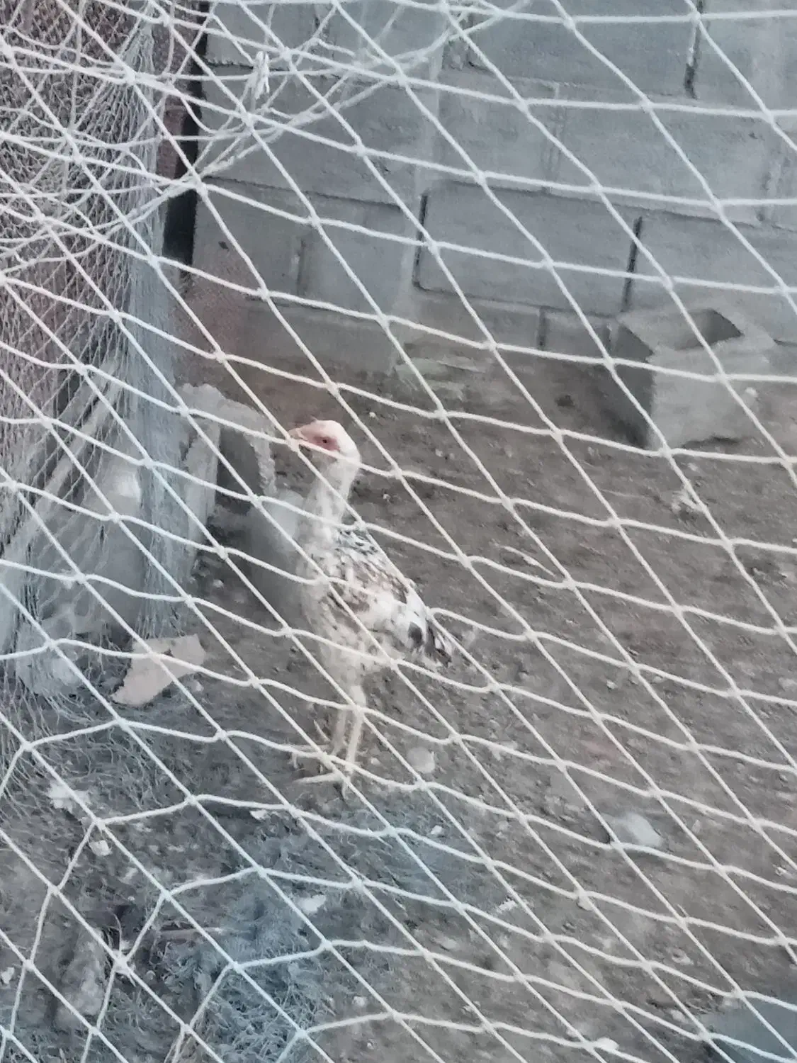 مرغ|حیوانات مزرعه|میناب, |دیوار