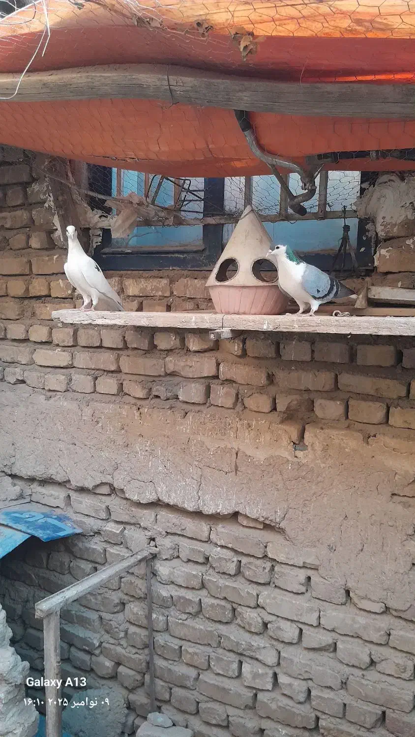 دو عدد کفتر ماده|پرنده|فرح دشت, |دیوار