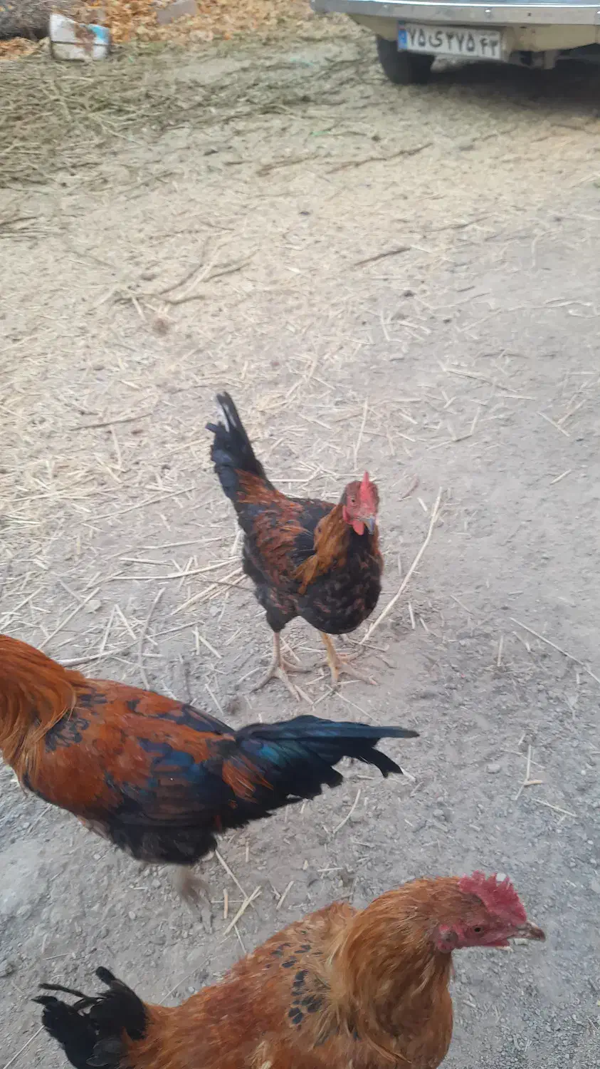 خرس‌|پرنده|پیر بکران, |دیوار