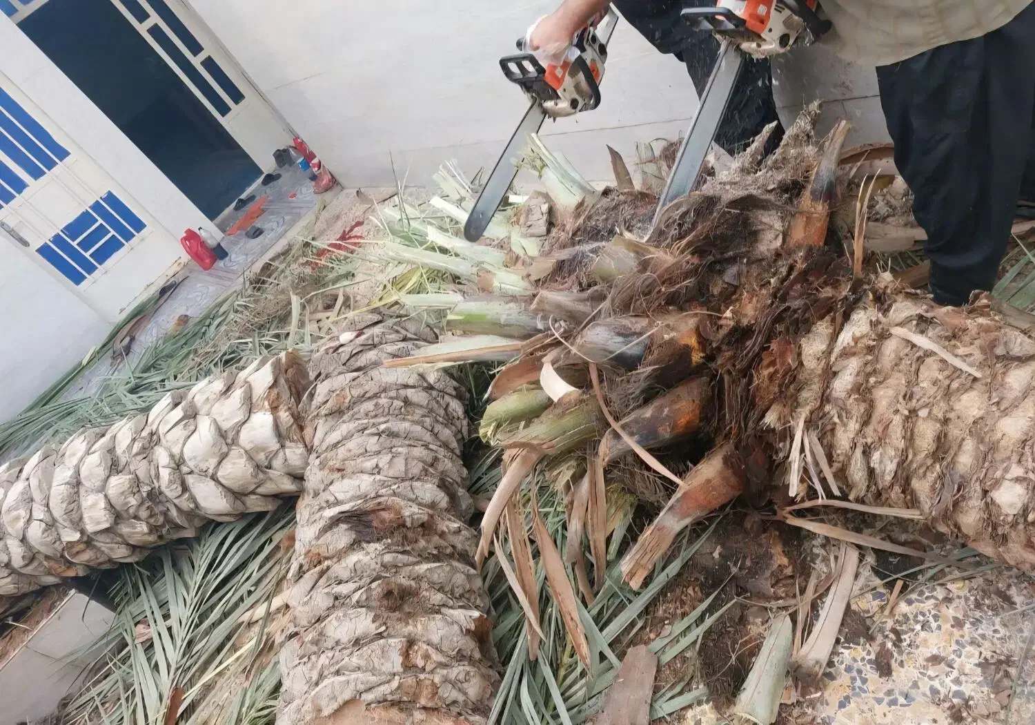 بریدن نخل قطع درخت هرس نخل سمپاشی نخل باغبانی|خدمات باغبانی و درختکاری|اهواز, نادری|دیوار