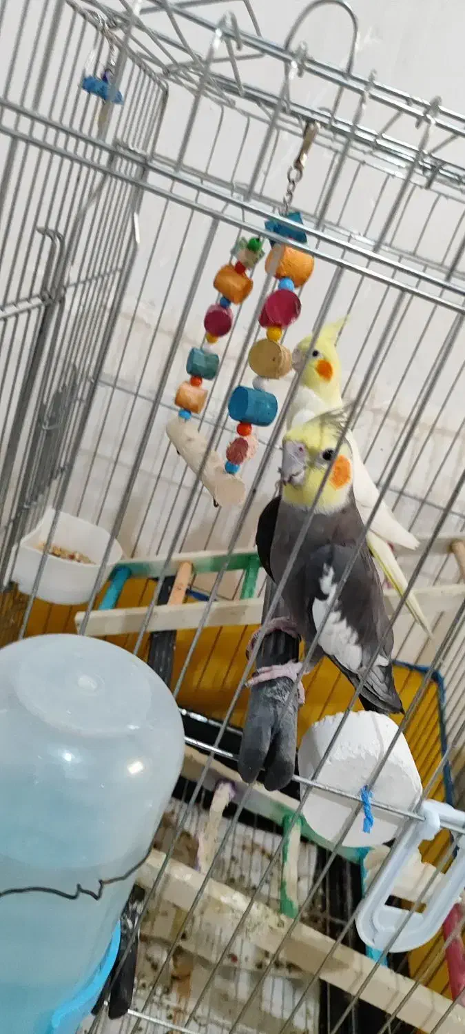 عروس هلندی نر سینامون ماده لوتینو ماده ۸ تخم|پرنده|جیرفت, |دیوار