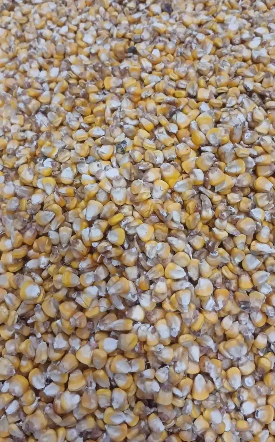 ذرت دامی|عمدهفروشی|قشلاق دشت, |دیوار