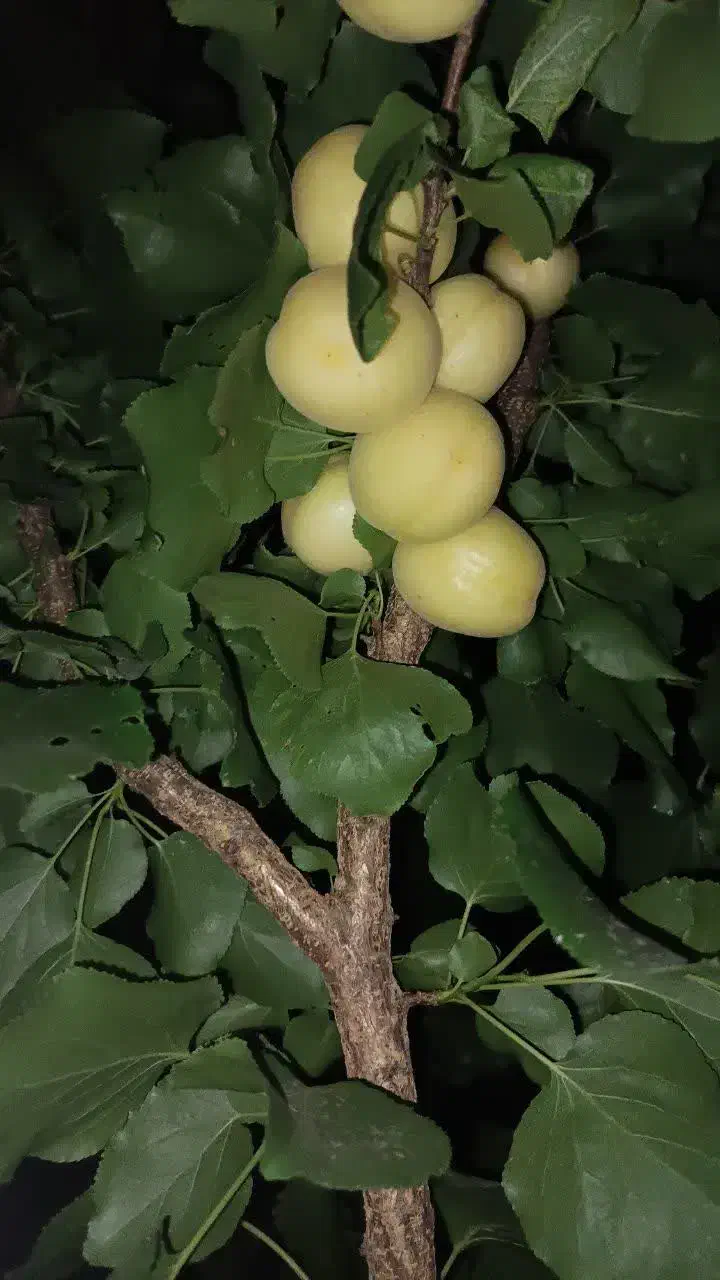 نهال و نهالستان شناسه دار گیلاسی|خدمات باغبانی و درختکاری|چناران, |دیوار