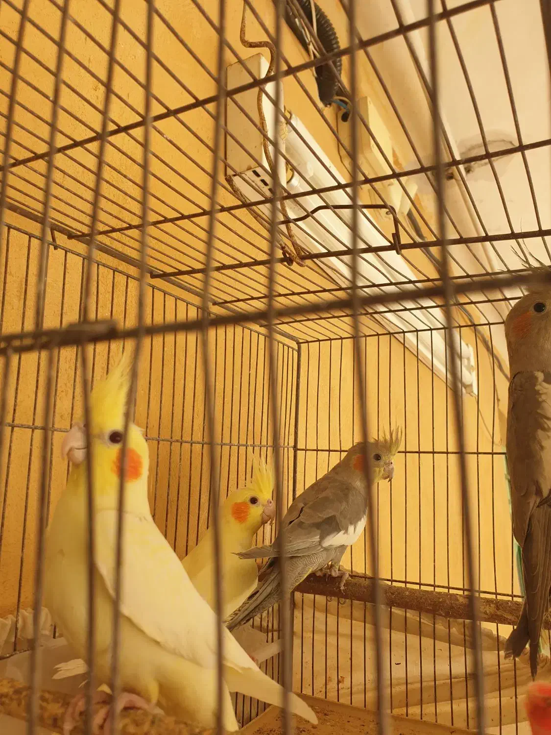 عروس هلندی|پرنده|دزفول, |دیوار