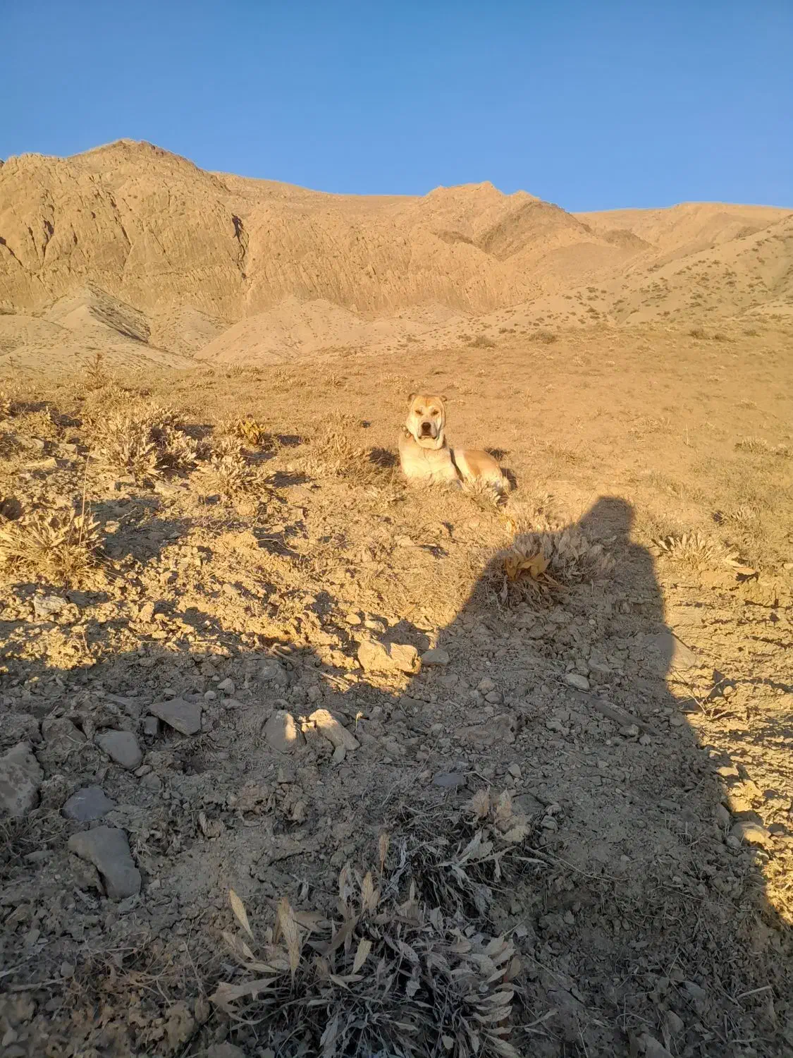 سگ خراسانی|سگ|قوچان, |دیوار