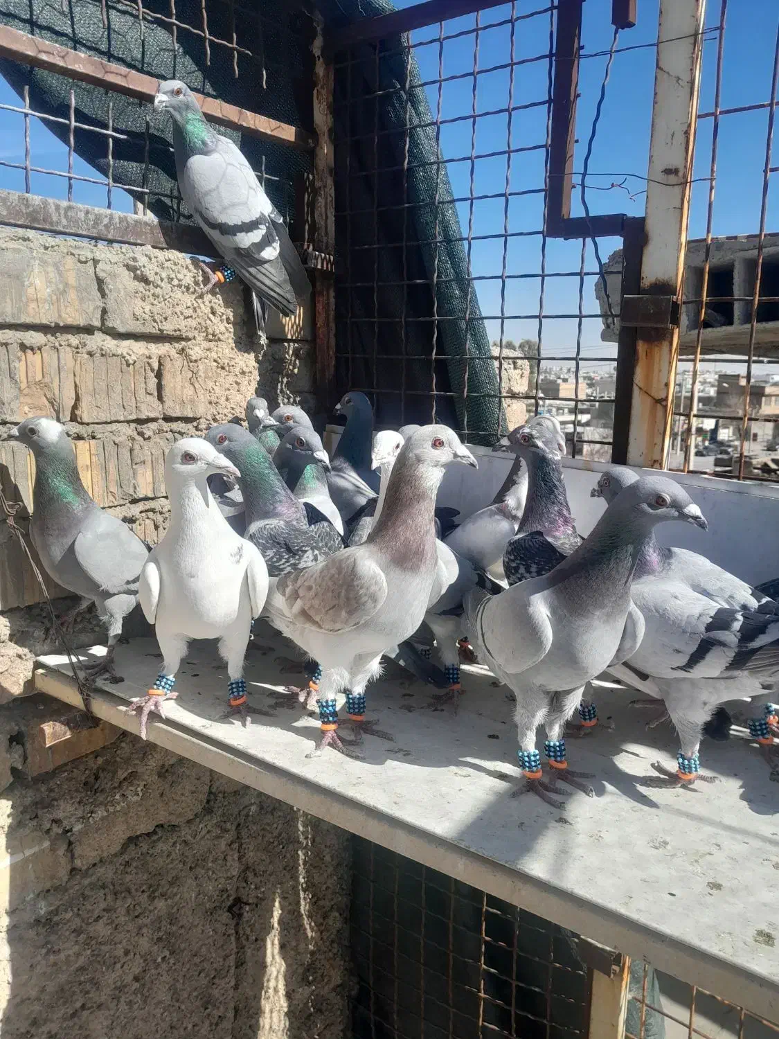 دسته پلاکی|پرنده|شیراز, کوشک میدان|دیوار