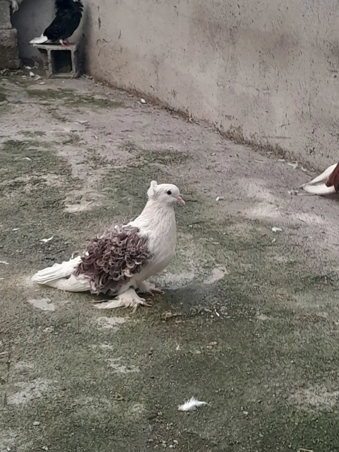 کبوتر ،،جکسون|پرنده|آمل, |دیوار