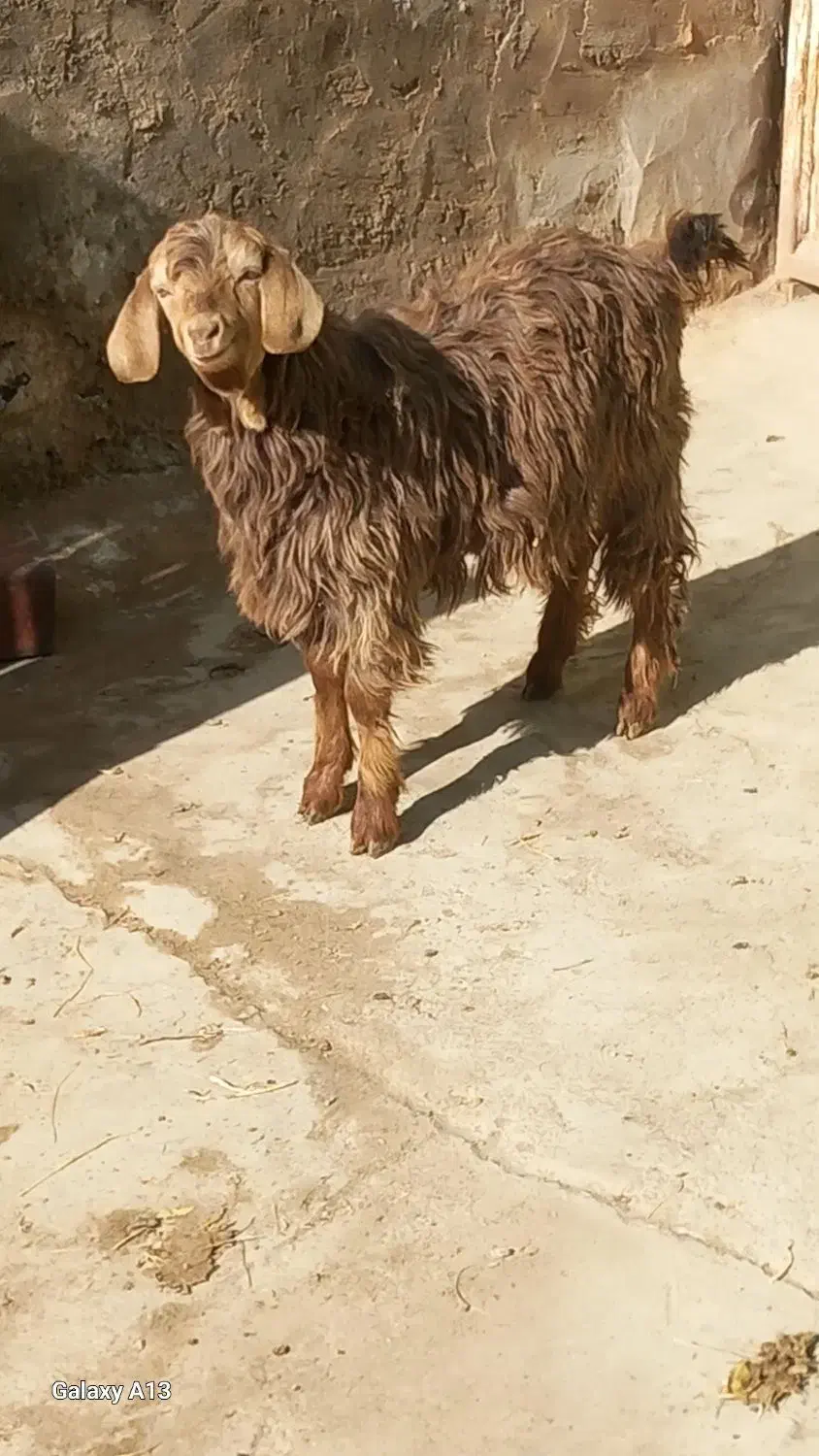 بزغاله چاق نربرای قربانی|حیوانات مزرعه|بناب, |دیوار