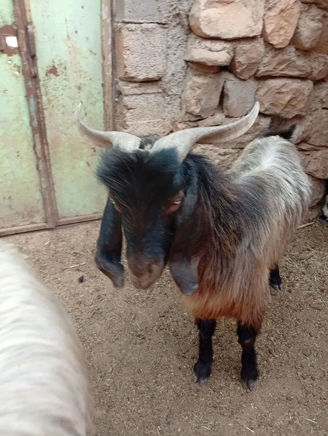 3سابرین|حیوانات مزرعه|اندیمشک, |دیوار