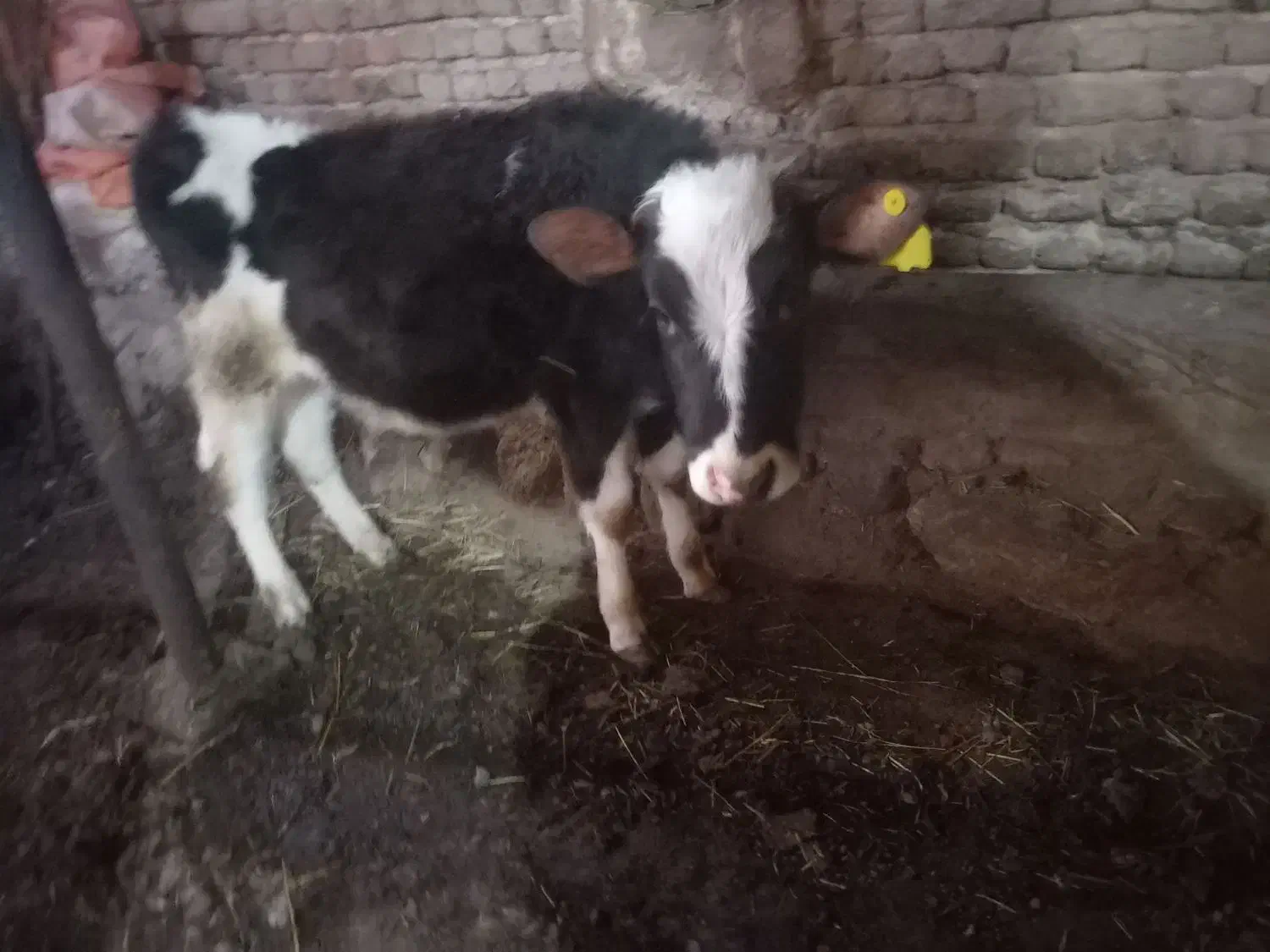 گاو با گوساله نر|حیوانات مزرعه|اردبیل, |دیوار