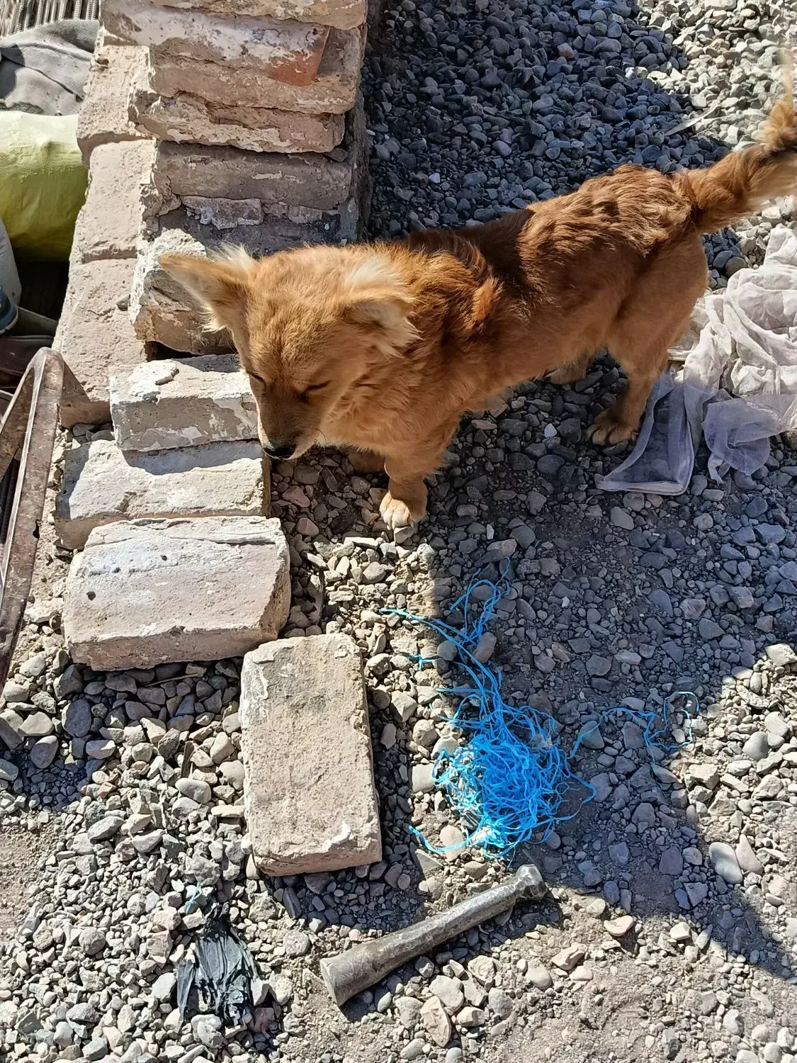 سگ پا کوتاه|سگ|کرمان, |دیوار