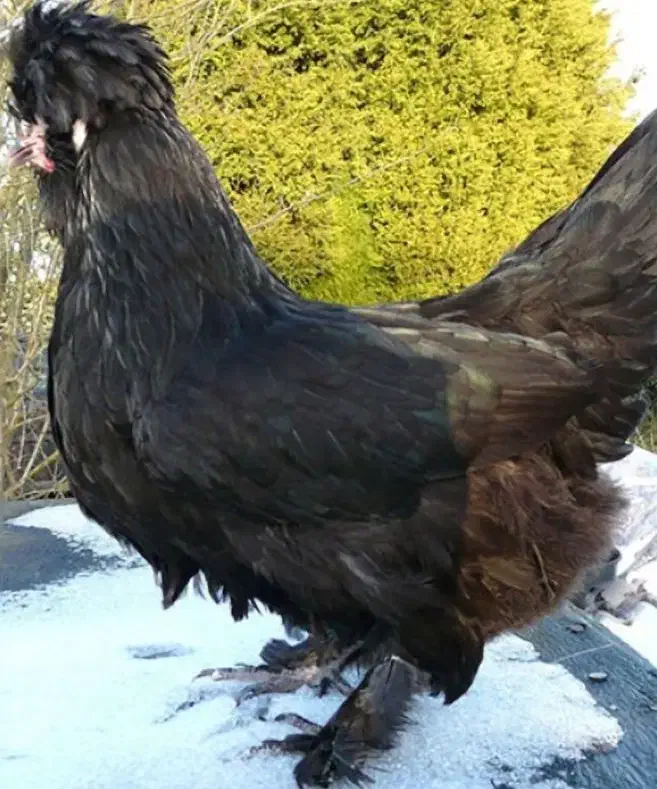 تخم مرغ سلطان.پولند.گلین|حیوانات مزرعه|شیراز, پانصد دستگاه ارتش|دیوار