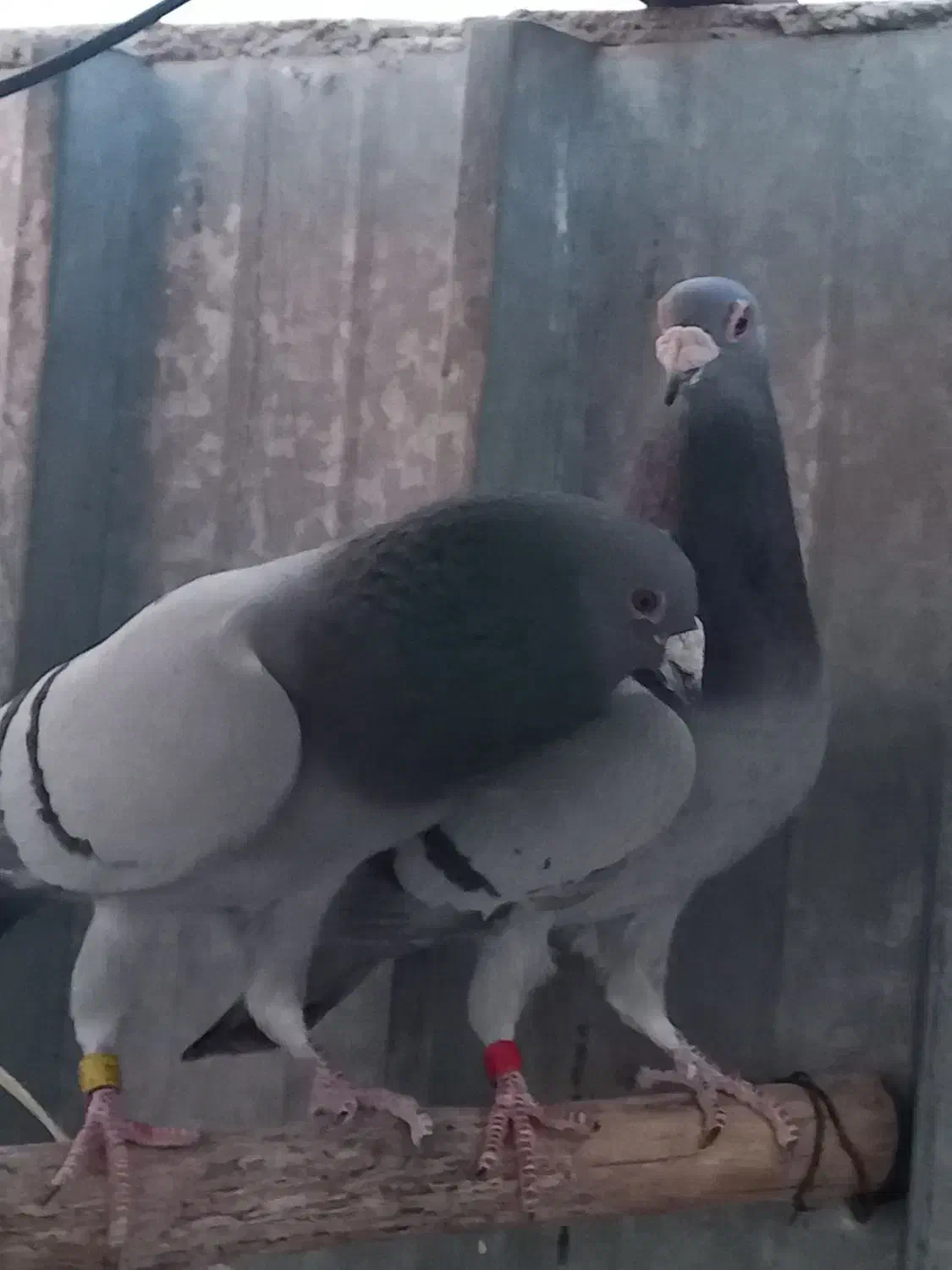 کبوترپلاکی|پرنده|بم, |دیوار