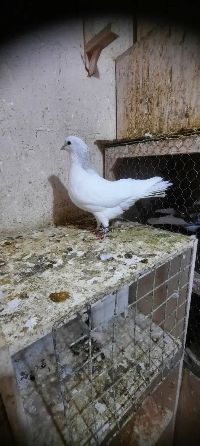 چپ هفرنگ لایی نر|پرنده|اسفراین, |دیوار