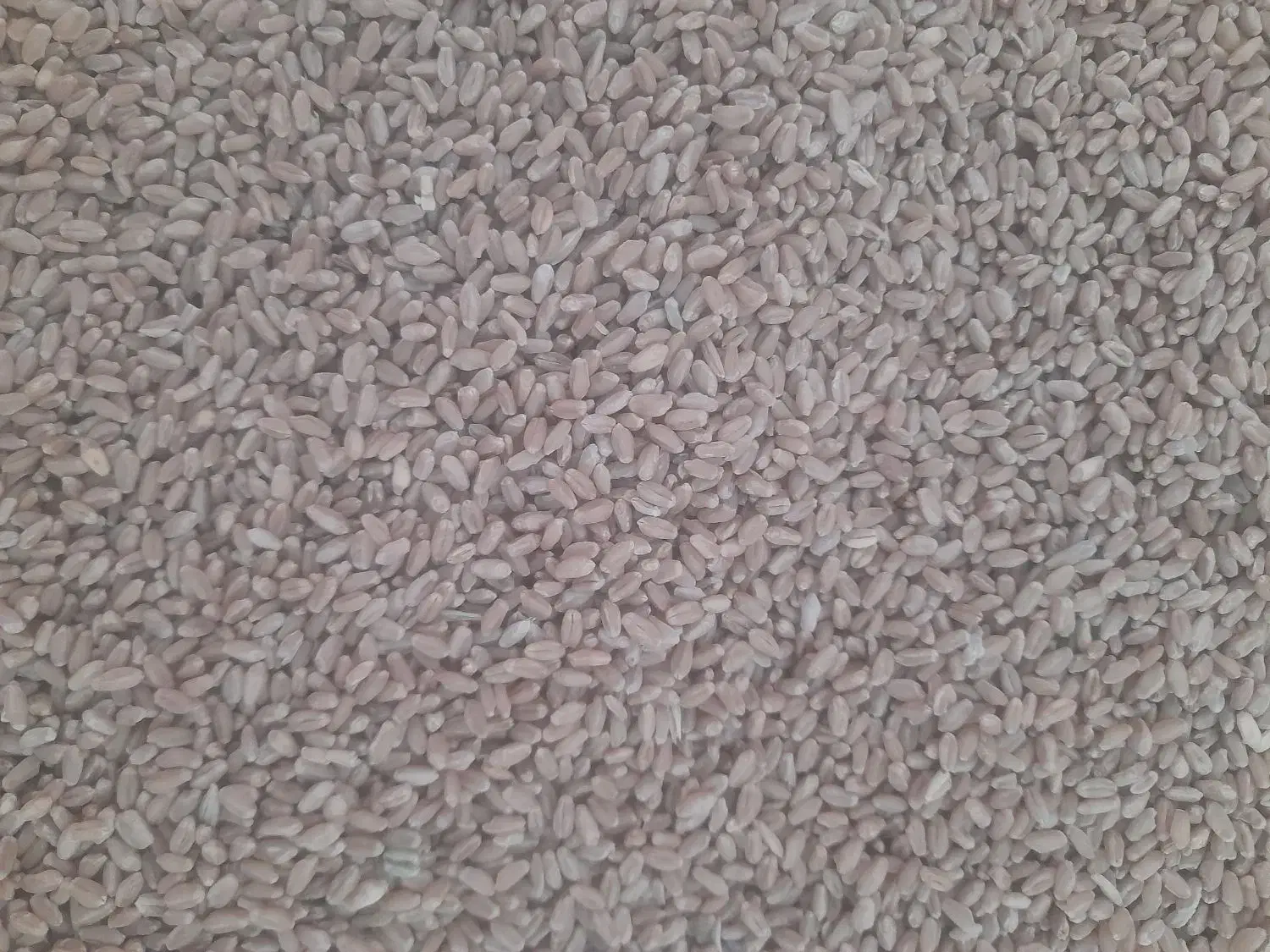 بذر گندم ترابی|خدمات باغبانی و درختکاری|رحمتآباد, |دیوار