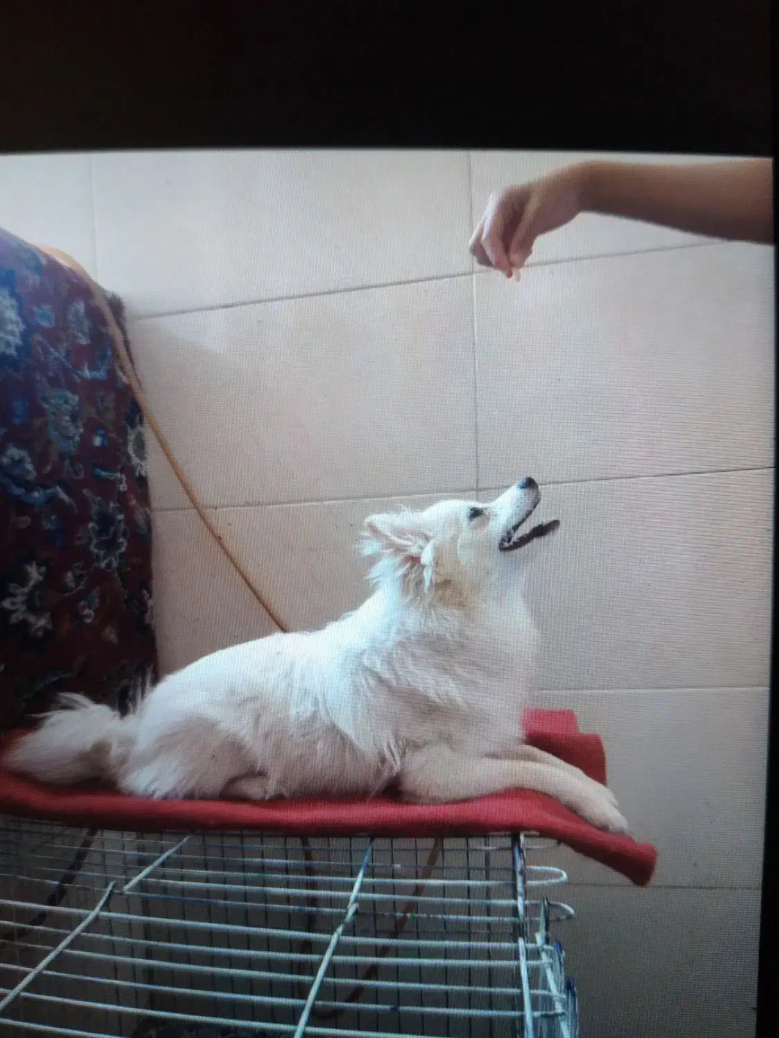 فوش سگ بانژاد پامرواگرگی بخاطر جابجایی|سگ|نسیم‌شهر, |دیوار