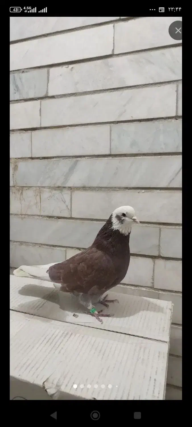 معاوضه|پرنده|گلپایگان, |دیوار