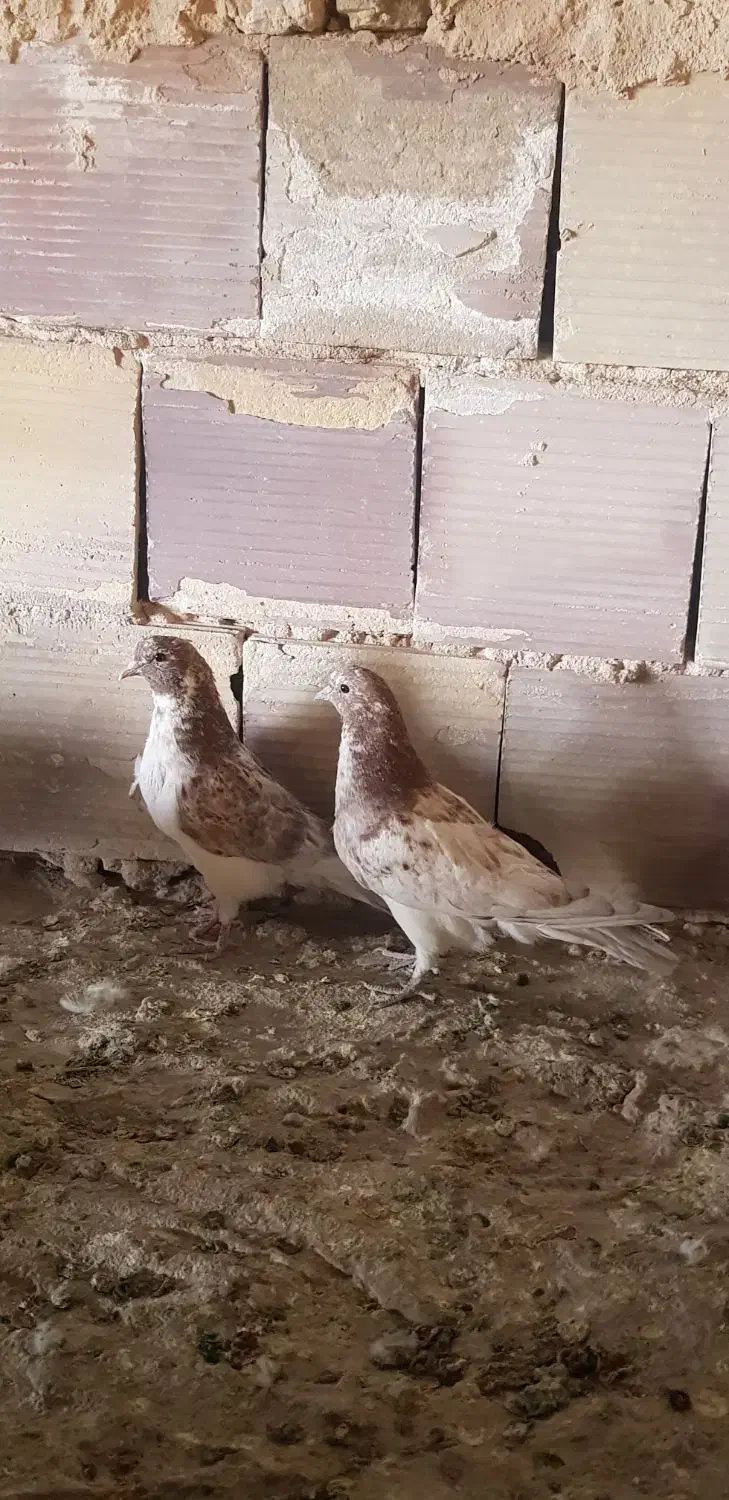 کبوتر پرشی|پرنده|سیرجان, |دیوار
