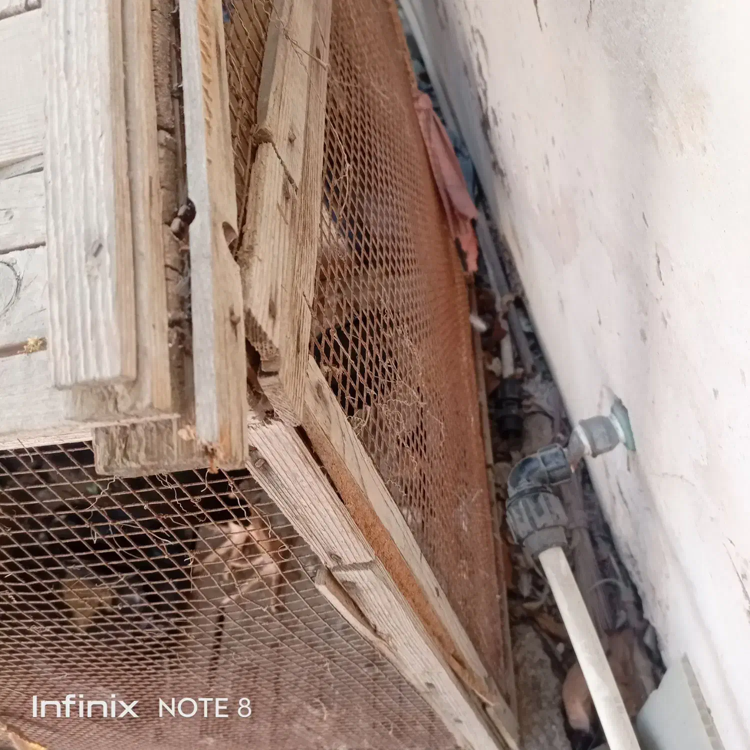 قفس چوبی بزرگ|لوازم جانبی حیوانات|چابهار, |دیوار