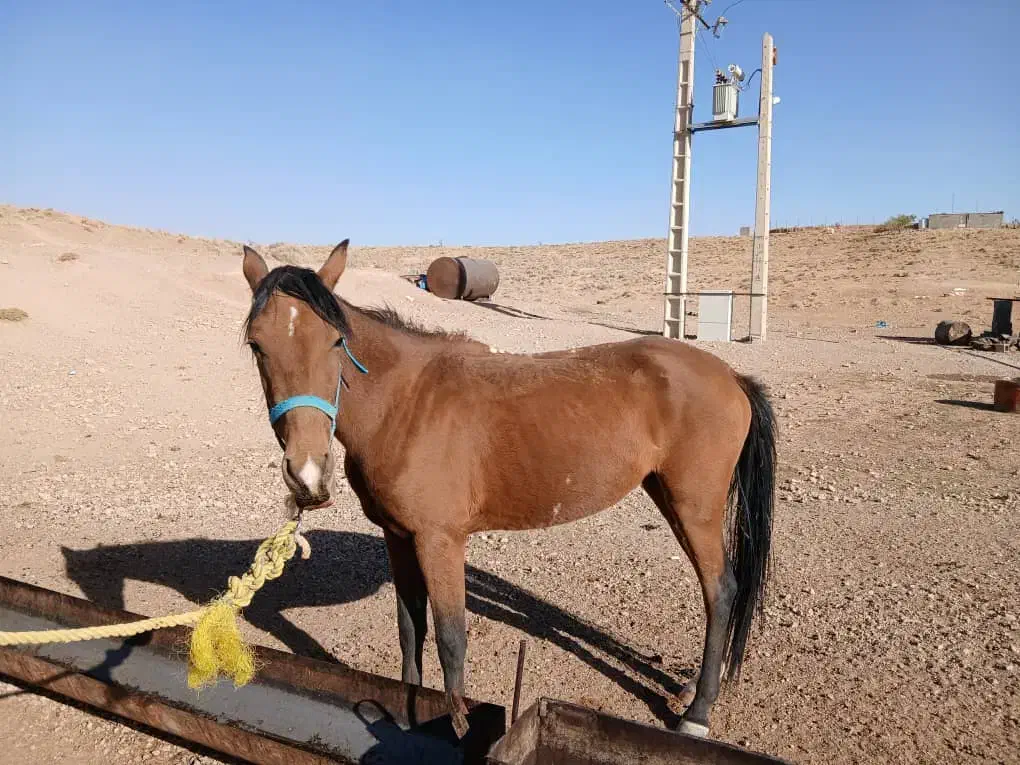 دو تا اسب مادیون|اسب و تجهیزات اسبسواری|خرم بید, |دیوار