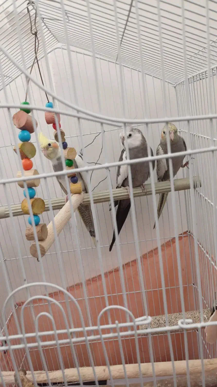 عروس‌‌ هلندی‌.وایت فیس.گل باقالی.ابلغ|پرنده|پاکدشت, پاکدشت (مامازند)|دیوار