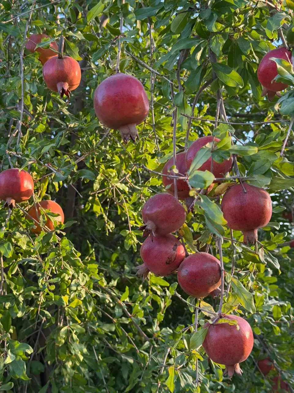 ۱۰۰۰ متر باغ آبگویه|فروش زمین و ملک کلنگی|جنت, |دیوار
