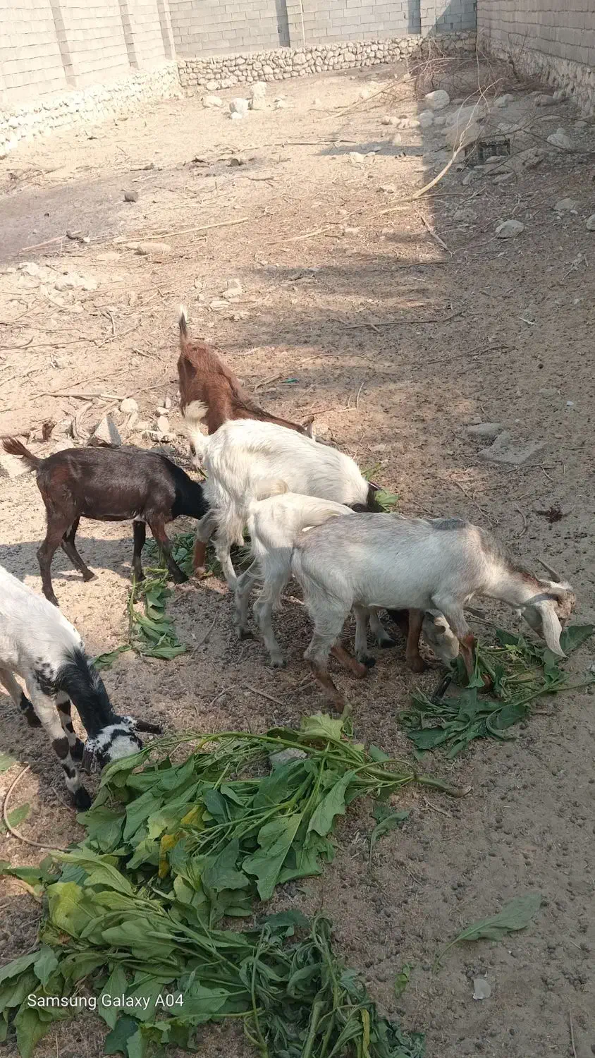 سه عدد کهر نر و سه عدد گیسه ویک عدد بز آبستن|حیوانات مزرعه|بندرعباس, |دیوار