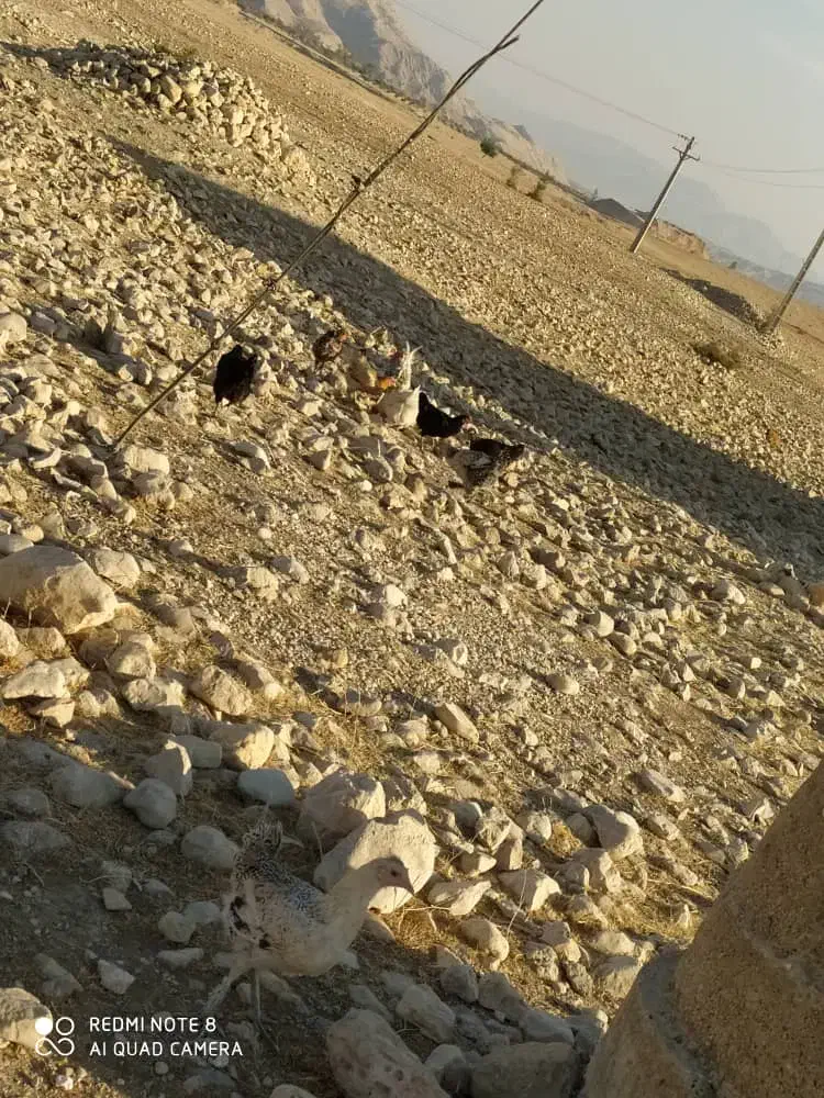 مرغ محلی درشت|حیوانات مزرعه|لیکک, |دیوار