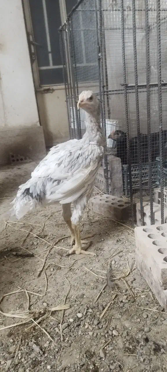 تخم مرغ لاری اصل|حیوانات مزرعه|گنبد کاووس, |دیوار