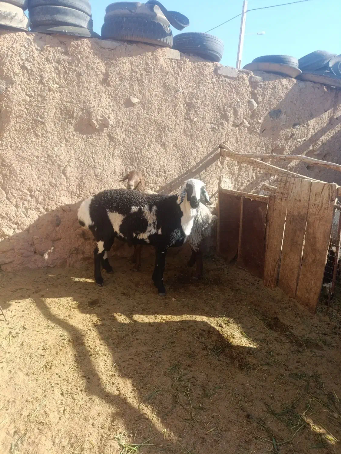 بره قوچی کاور افشاری|حیوانات مزرعه|سربیشه, |دیوار