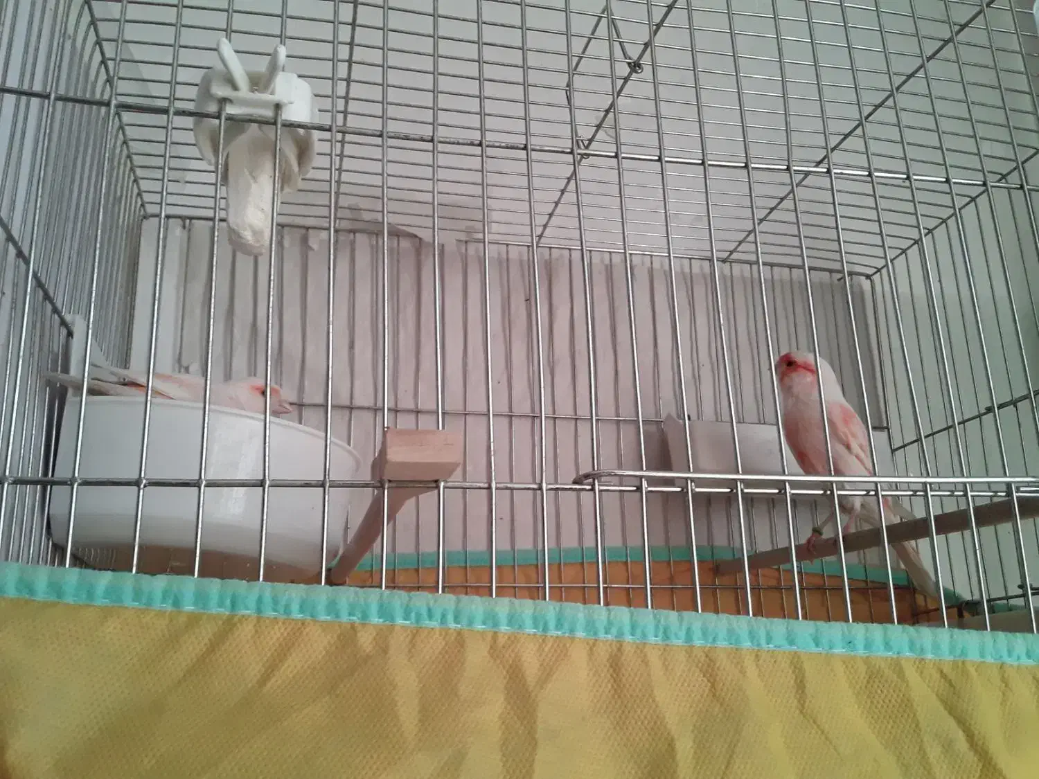 دوجفت قناری سرخ برفکی|پرنده|کاشان, فاز ۲ ناجی آباد|دیوار