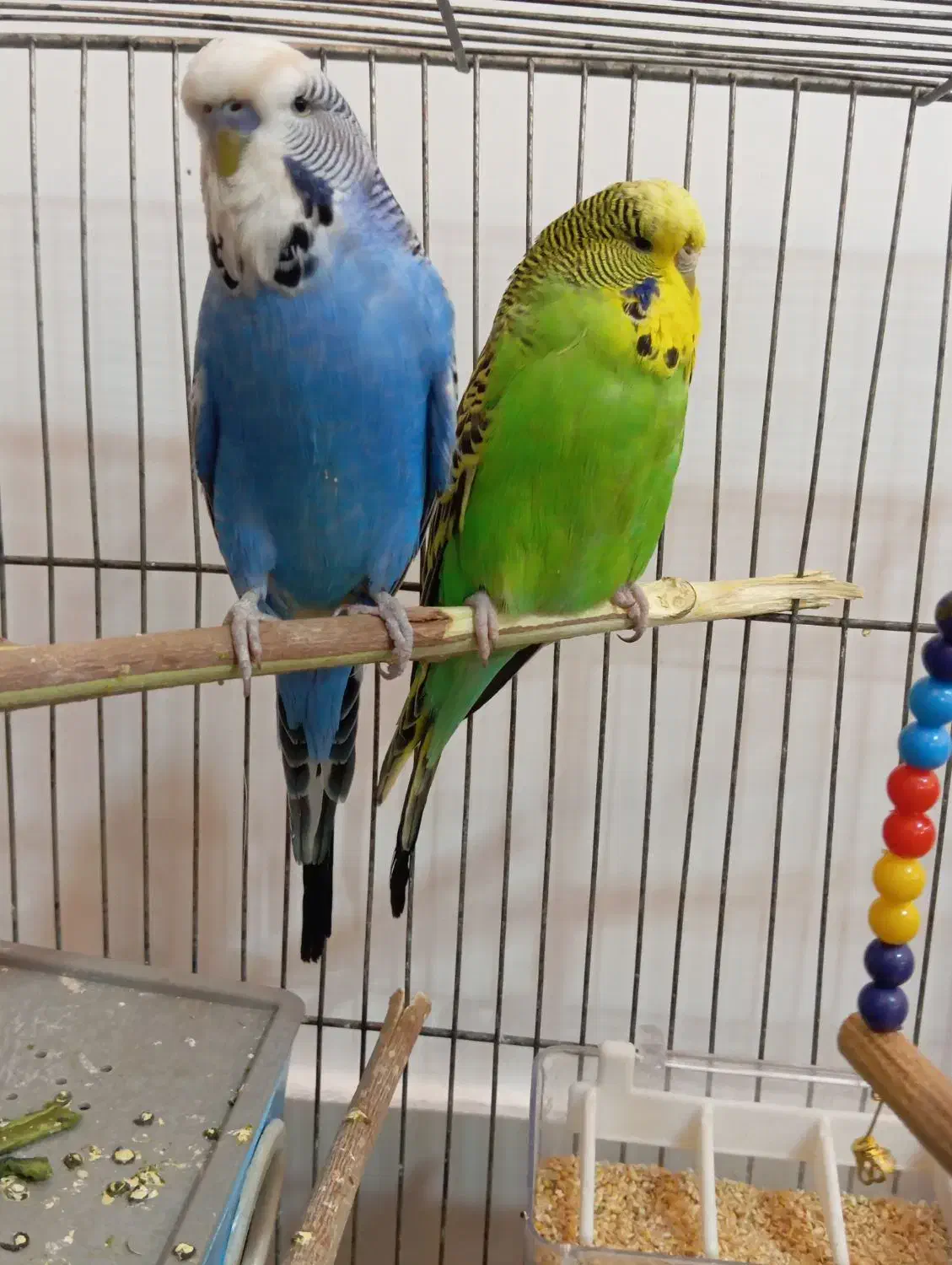 یک جفت مرغ عشق هلندی|پرنده|تبریز, |دیوار