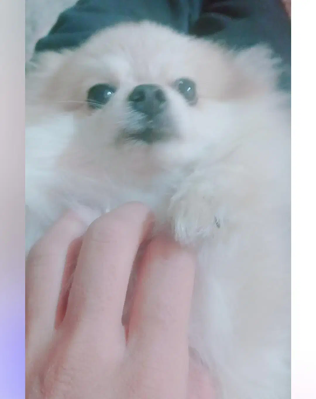 پامرانین نر|سگ|شیراز, گلشن|دیوار